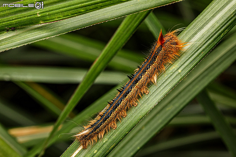 微距探索！用Canon EOS R6 Mark II和RF百微鏡頭拍攝宜蘭山間的小生物
