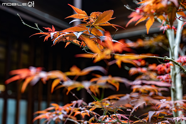 點我看大圖 城市中的森林~0km山物所,RF50mm f/1.2L USM拍攝心得分享