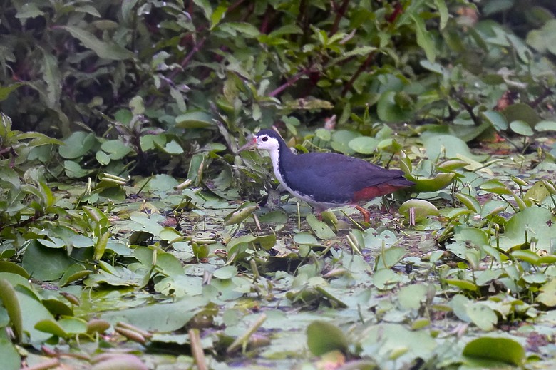 點我看大圖 【美濃湖環湖散步與賞鳥拍鳥紀錄】 - SONY G FE 200-600mm F5.6-6.3 G & ZEISS SFL , Victory Pocket
