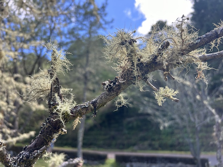 登麟趾山 朝聖台灣之巔玉山