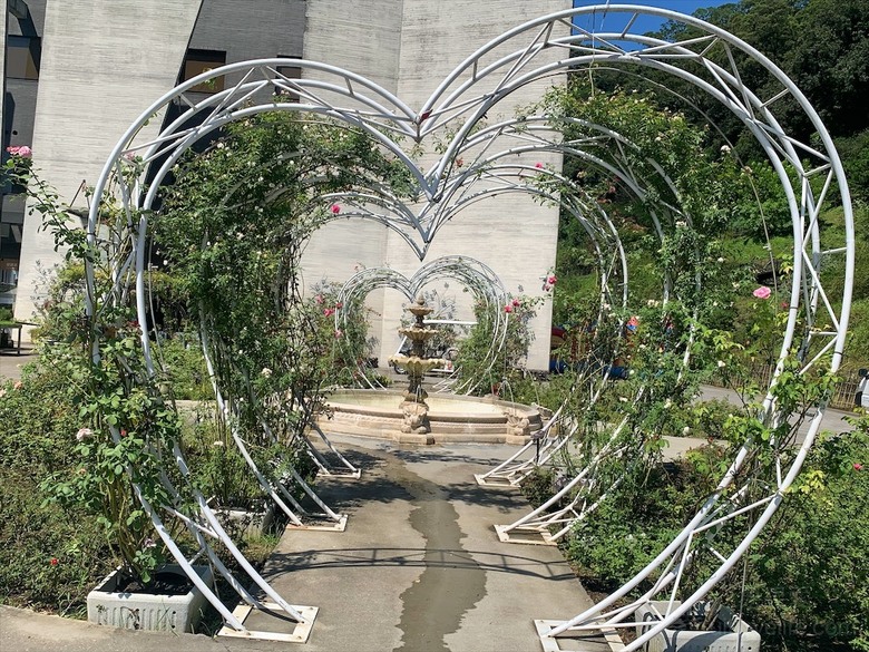 點我看大圖 七里香玫瑰森林花園,一年四季都有不同的風情,走走步道呼吸芬多精,春秋兩季有玫瑰花海可欣賞