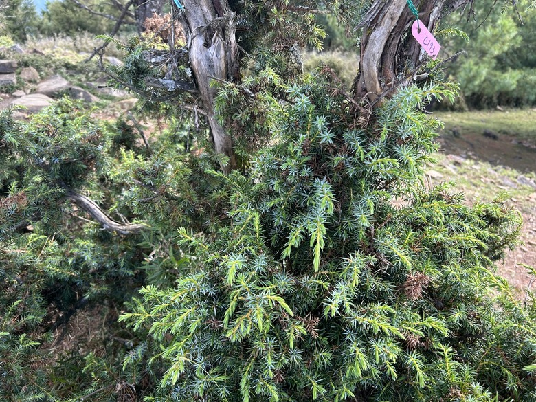 登麟趾山 朝聖台灣之巔玉山