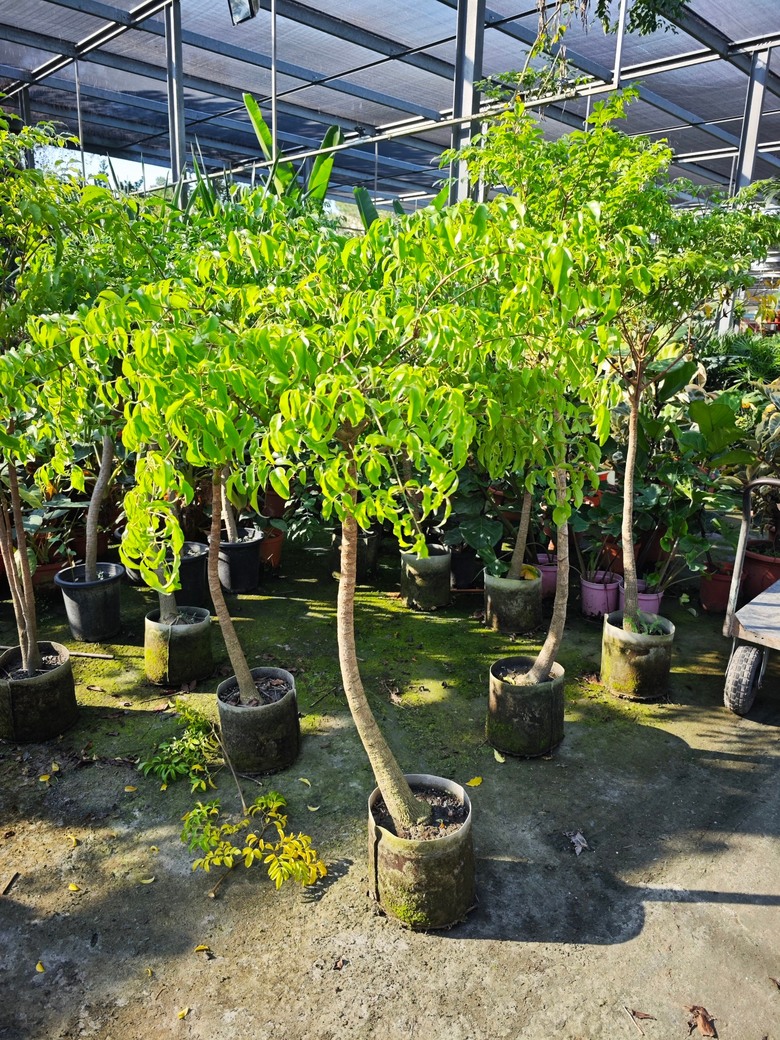 幌傘楓 (旺旺樹)放室內 樹葉變金黃 (楊桃色) 怎麼辦呢