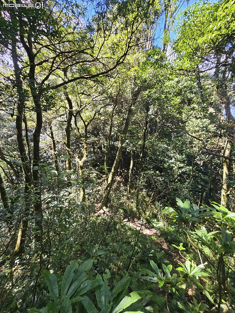 外鳥嘴+那結山O繞~山林溪水滿滿芬多精