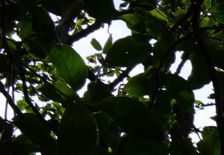 Sigma 28-105mm f/2.8 DG DN Art 評測報告｜一機一鏡的最佳解決方案！