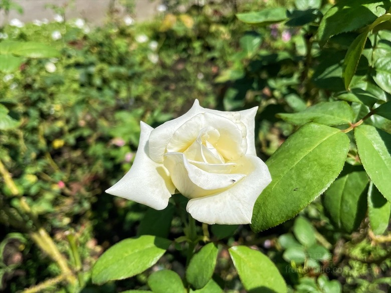 點我看大圖 七里香玫瑰森林花園,一年四季都有不同的風情,走走步道呼吸芬多精,春秋兩季有玫瑰花海可欣賞