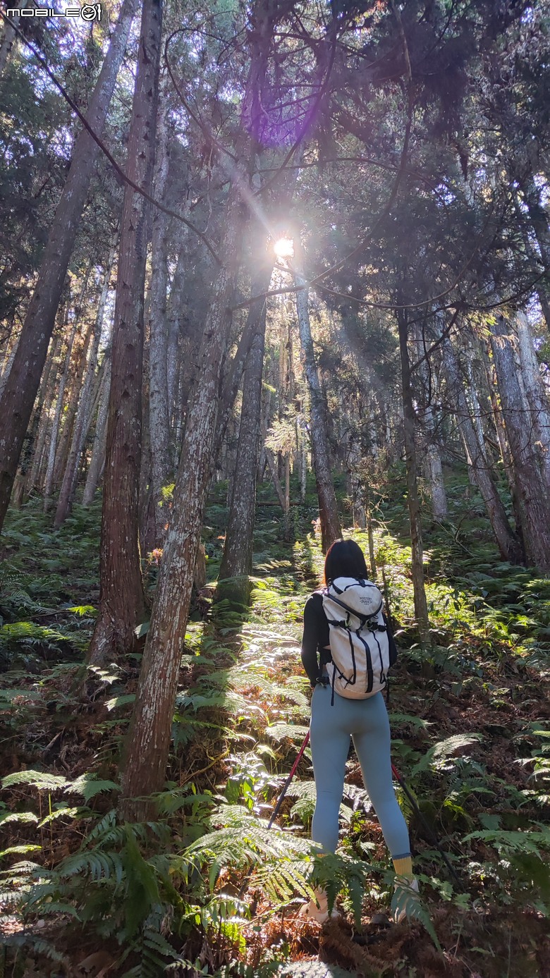 100分森林浴感 | 人潮稀少路線 | 新竹五峰 | 民都有山-面托油山