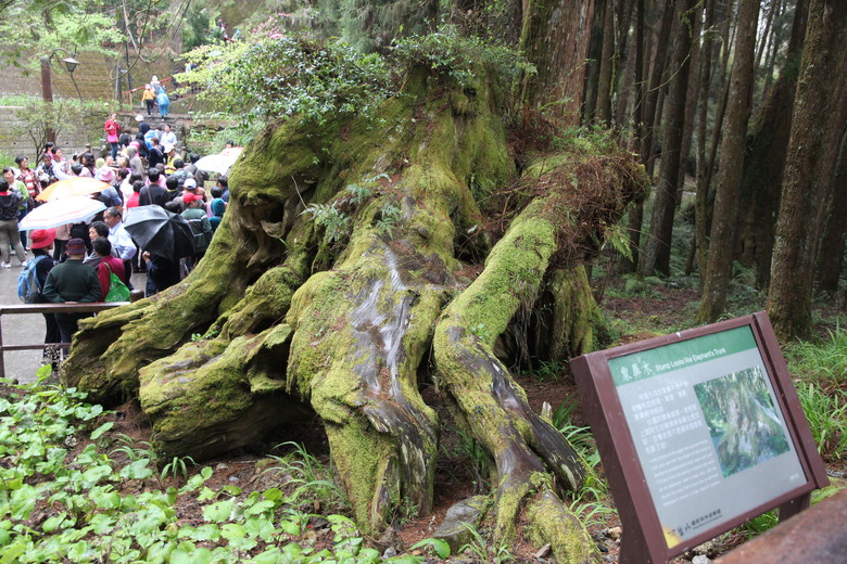 阿里山森遊漫步走(下)有夠遠的部落-里佳
