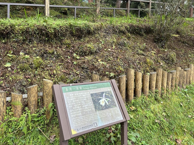 阿里山森遊健行「水山療癒步道、台灣難抵極」