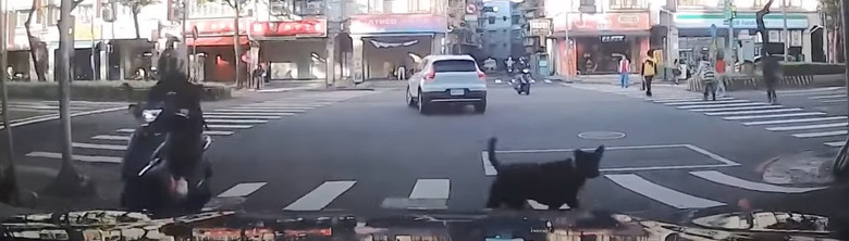 行經路口，四輪大爺，被來福瞪