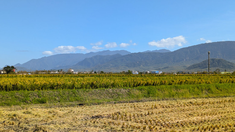【不是遊記13】十月的颱風後,關山的田間與那些藝術地景,是否如常?