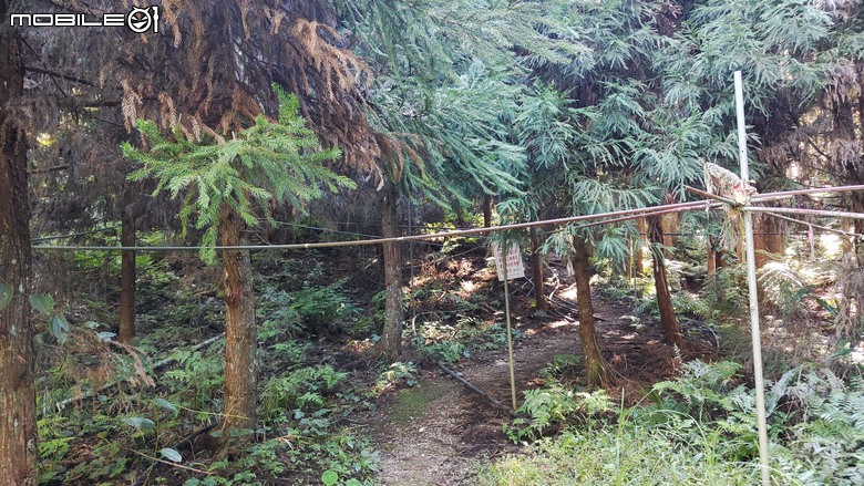 100分森林浴感 | 人潮稀少路線 | 新竹五峰 | 民都有山-面托油山