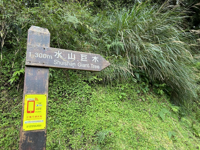 阿里山森遊健行「水山療癒步道、台灣難抵極」