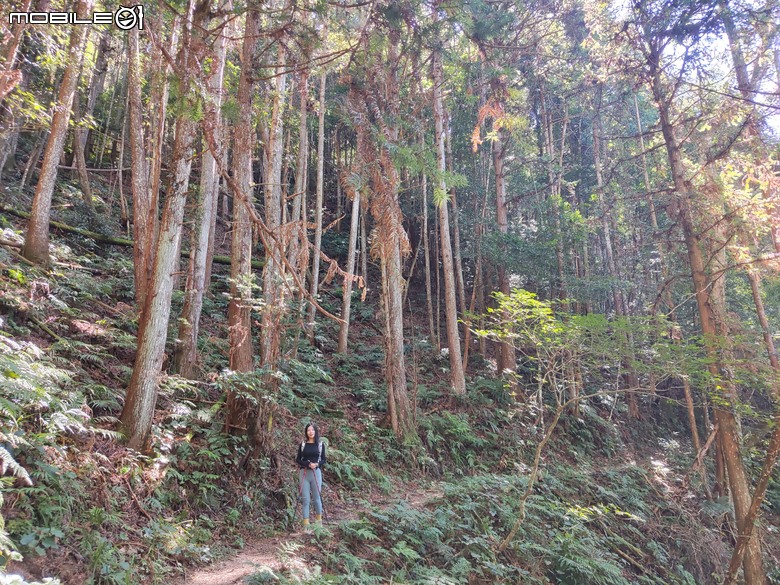 100分森林浴感 | 人潮稀少路線 | 新竹五峰 | 民都有山-面托油山