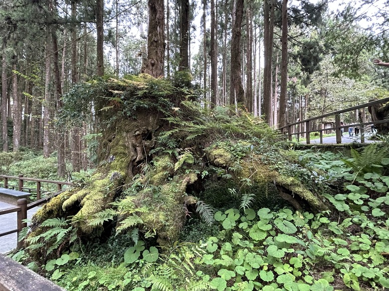 阿里山森遊漫步走(下)有夠遠的部落-里佳