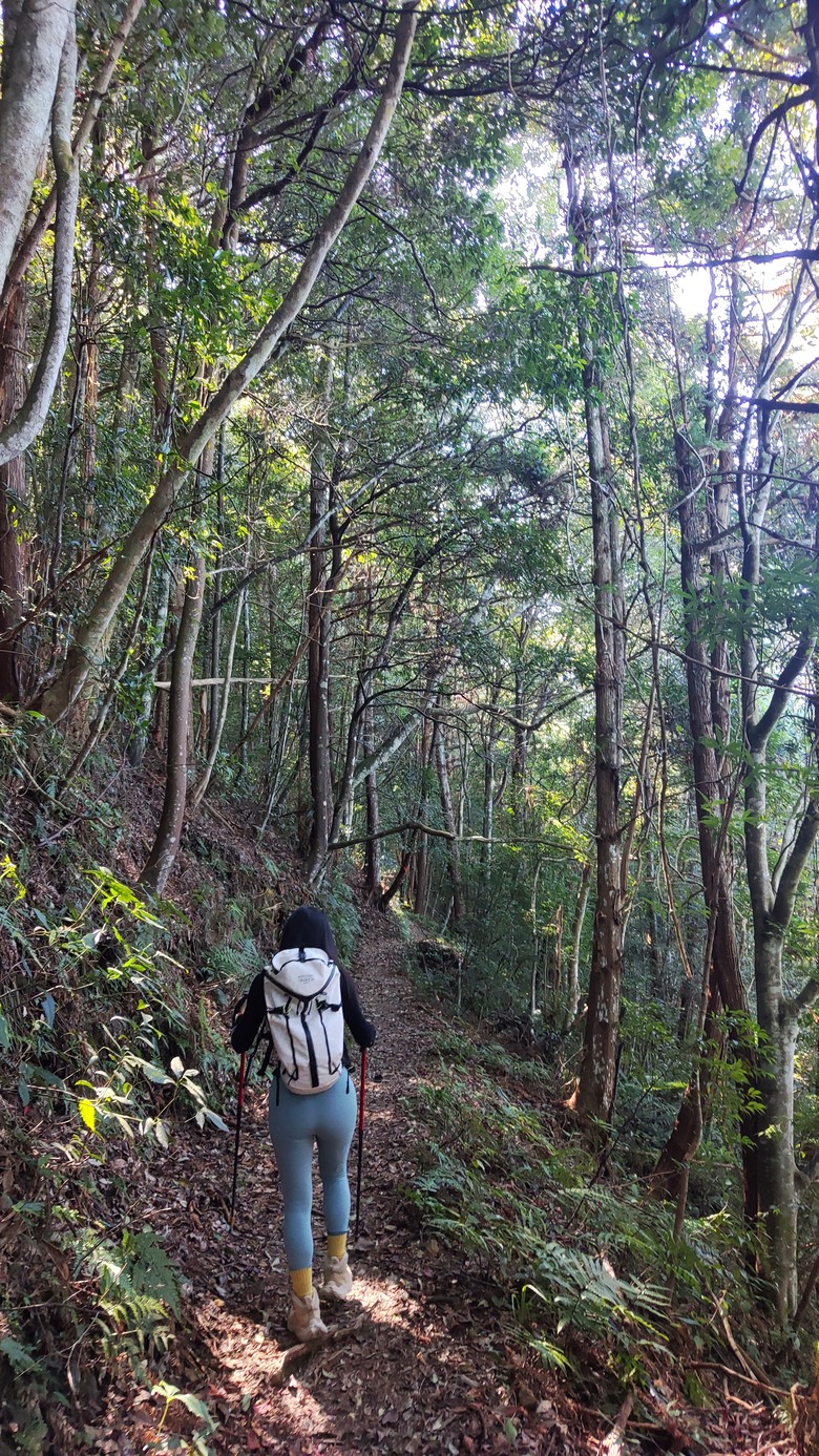 100分森林浴感 | 人潮稀少路線 | 新竹五峰 | 民都有山-面托油山