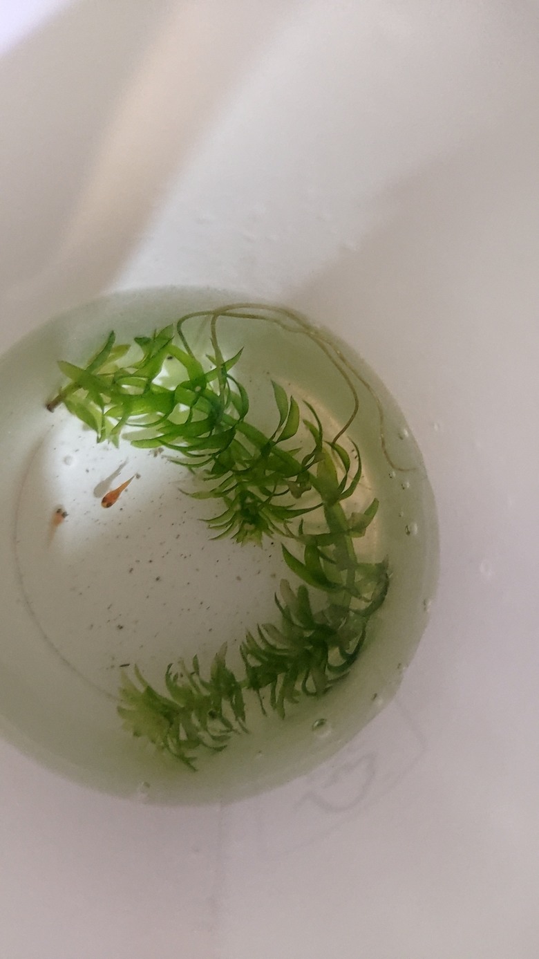 單隻紅球魚隔了一個月又生一胎