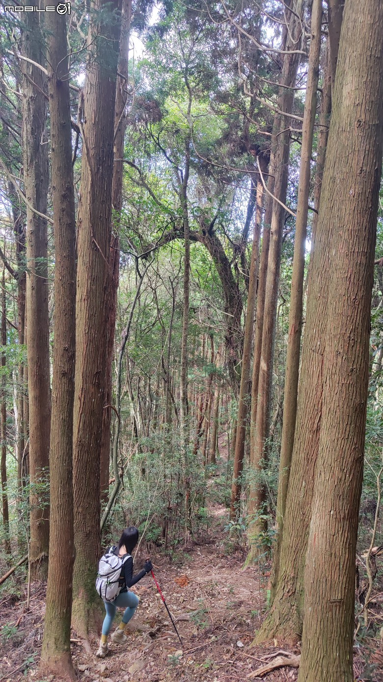100分森林浴感 | 人潮稀少路線 | 新竹五峰 | 民都有山-面托油山