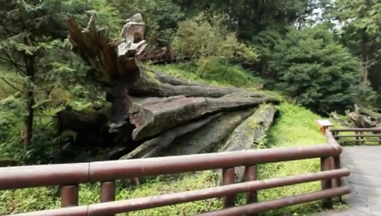 阿里山森遊漫步走(下)有夠遠的部落-里佳