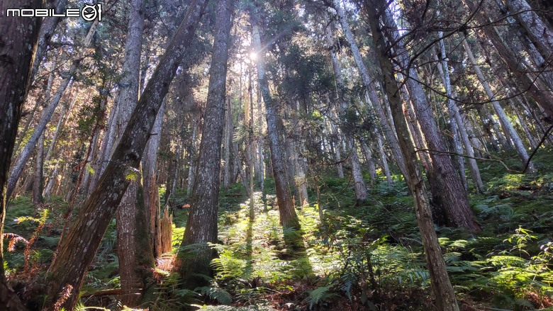 100分森林浴感 | 人潮稀少路線 | 新竹五峰 | 民都有山-面托油山