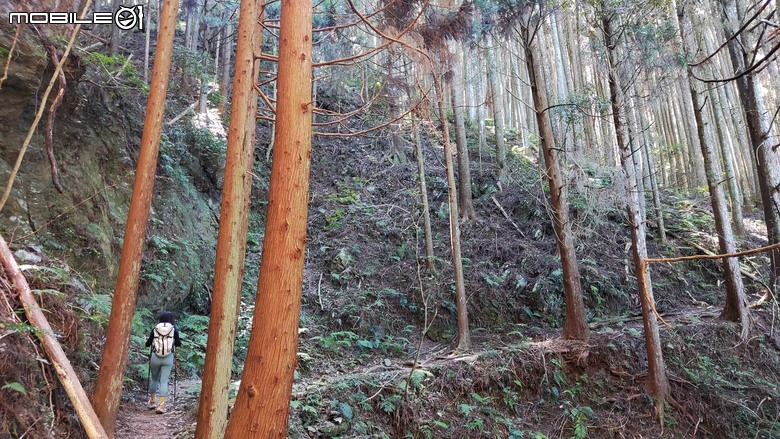 100分森林浴感 | 人潮稀少路線 | 新竹五峰 | 民都有山-面托油山
