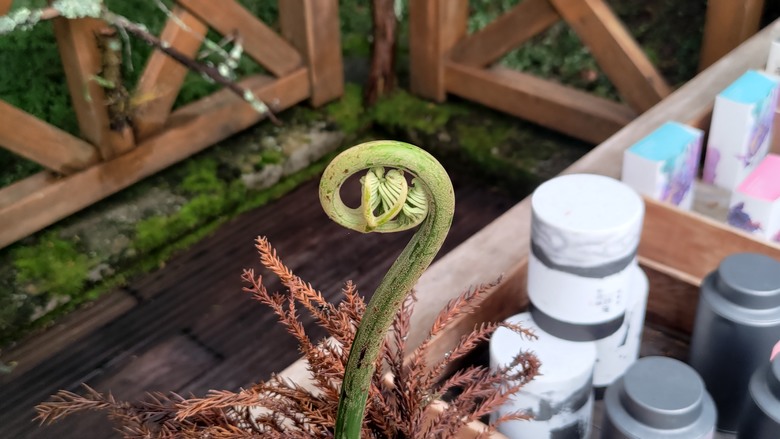 點我看大圖 【遊記】夸父逐日想跑贏太陽,大漠逐日是想看日出,阿里山國家森林遊樂區 (祝山線) - 大漠國渡