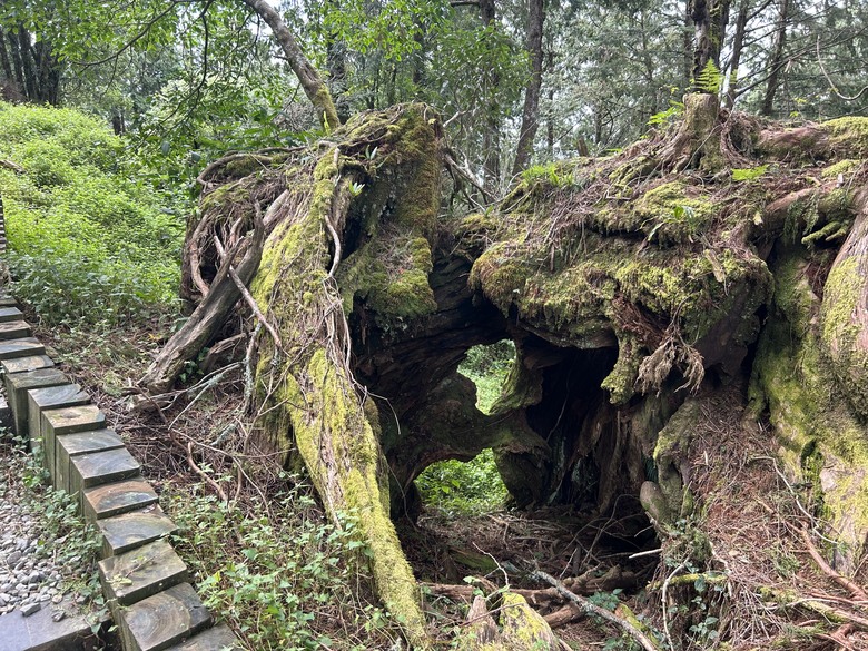 阿里山森遊健行「水山療癒步道、台灣難抵極」