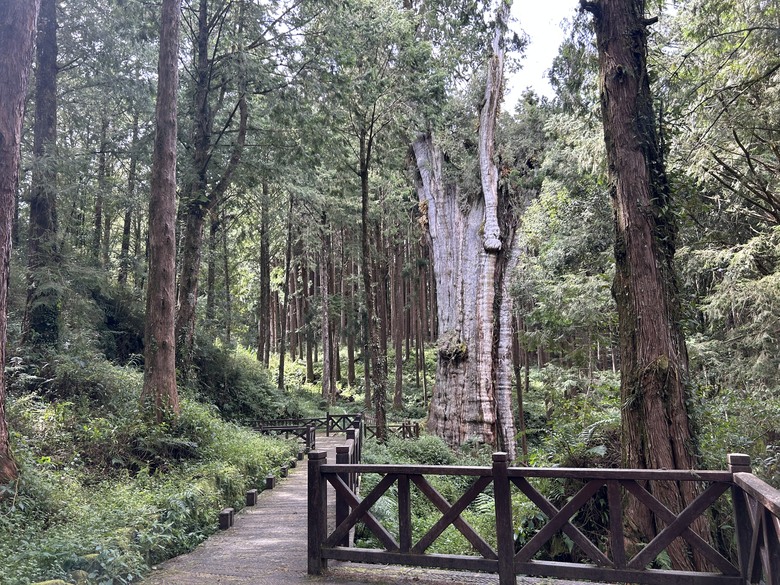 阿里山森遊健行「水山療癒步道、台灣難抵極」