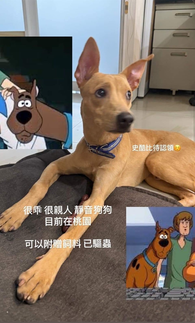 乖狗勾徵求認養人