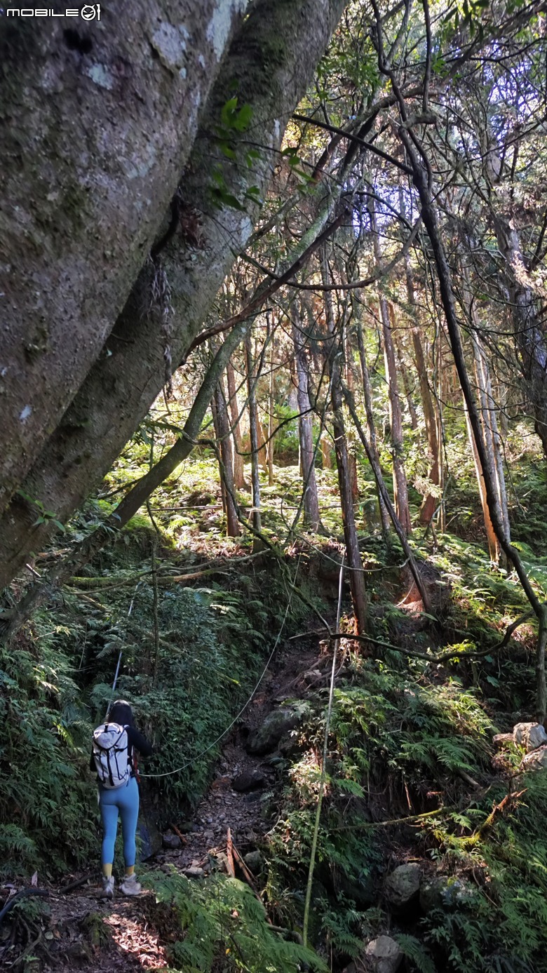 100分森林浴感 | 人潮稀少路線 | 新竹五峰 | 民都有山-面托油山