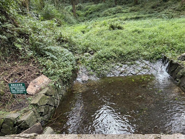 阿里山森遊健行「水山療癒步道、台灣難抵極」