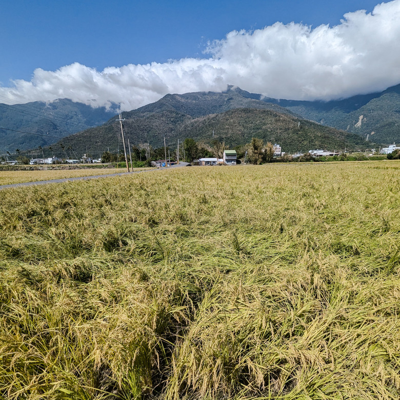 【不是遊記13】十月的颱風後,關山的田間與那些藝術地景,是否如常?