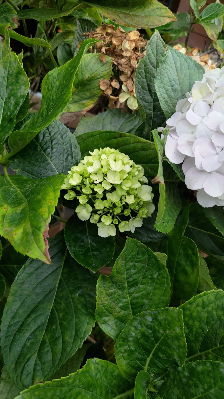 點我看大圖 【遊記】夸父逐日想跑贏太陽,大漠逐日是想看日出,阿里山國家森林遊樂區 (祝山線) - 大漠國渡