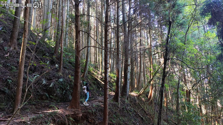 100分森林浴感 | 人潮稀少路線 | 新竹五峰 | 民都有山-面托油山