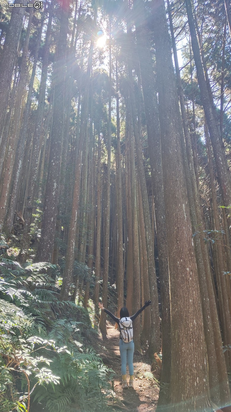 100分森林浴感 | 人潮稀少路線 | 新竹五峰 | 民都有山-面托油山