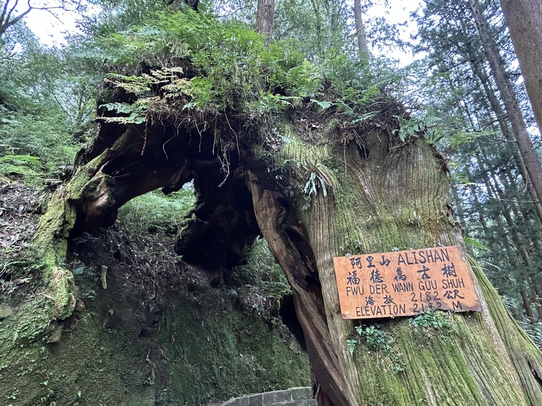 阿里山森遊漫步走(下)有夠遠的部落-里佳