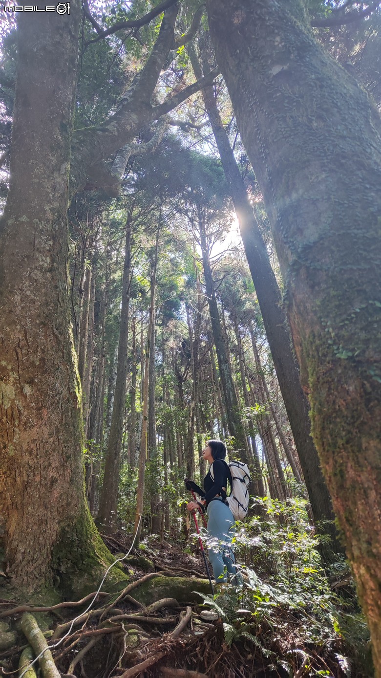 100分森林浴感 | 人潮稀少路線 | 新竹五峰 | 民都有山-面托油山