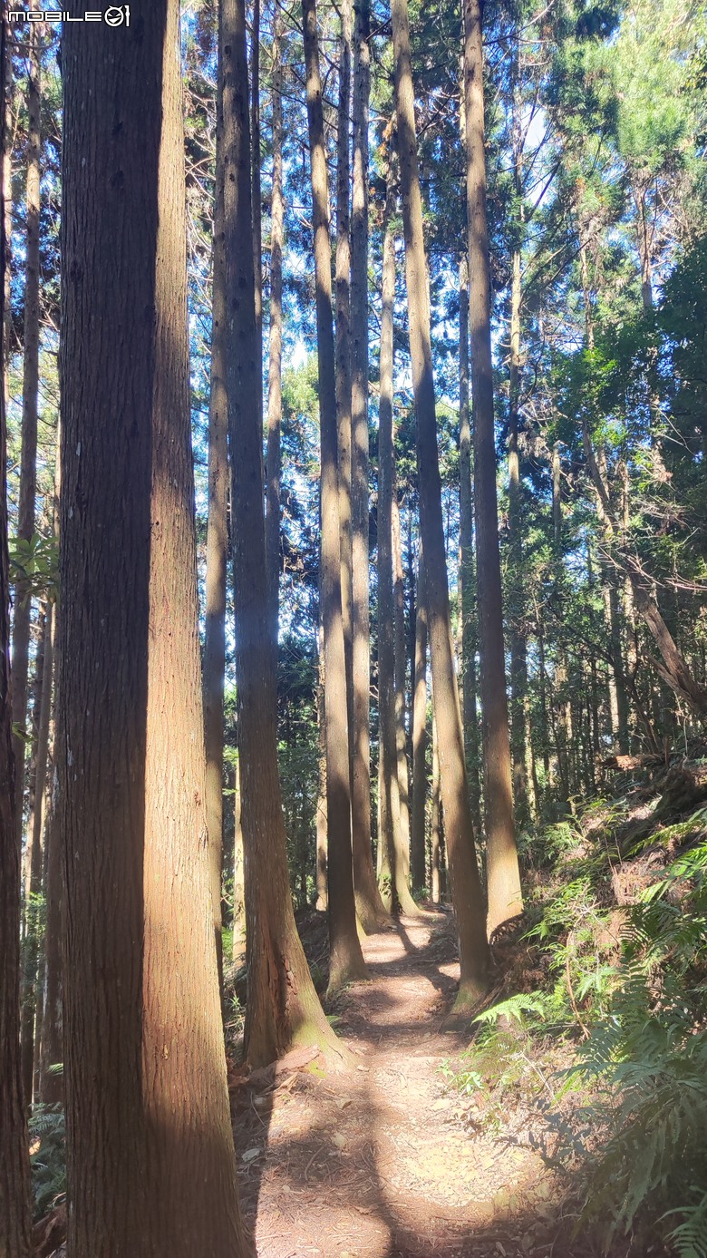 100分森林浴感 | 人潮稀少路線 | 新竹五峰 | 民都有山-面托油山