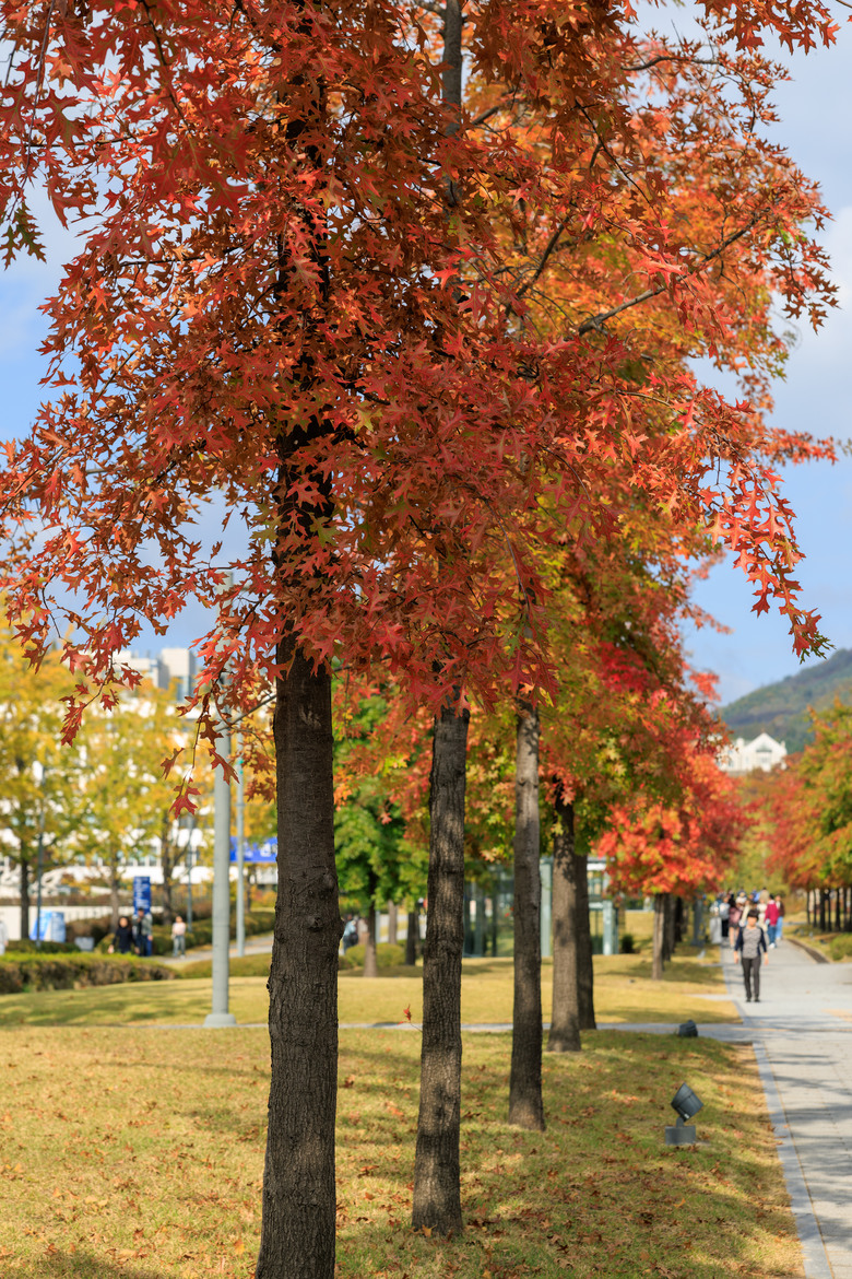 首爾五日趴趴走(R5II+R8)