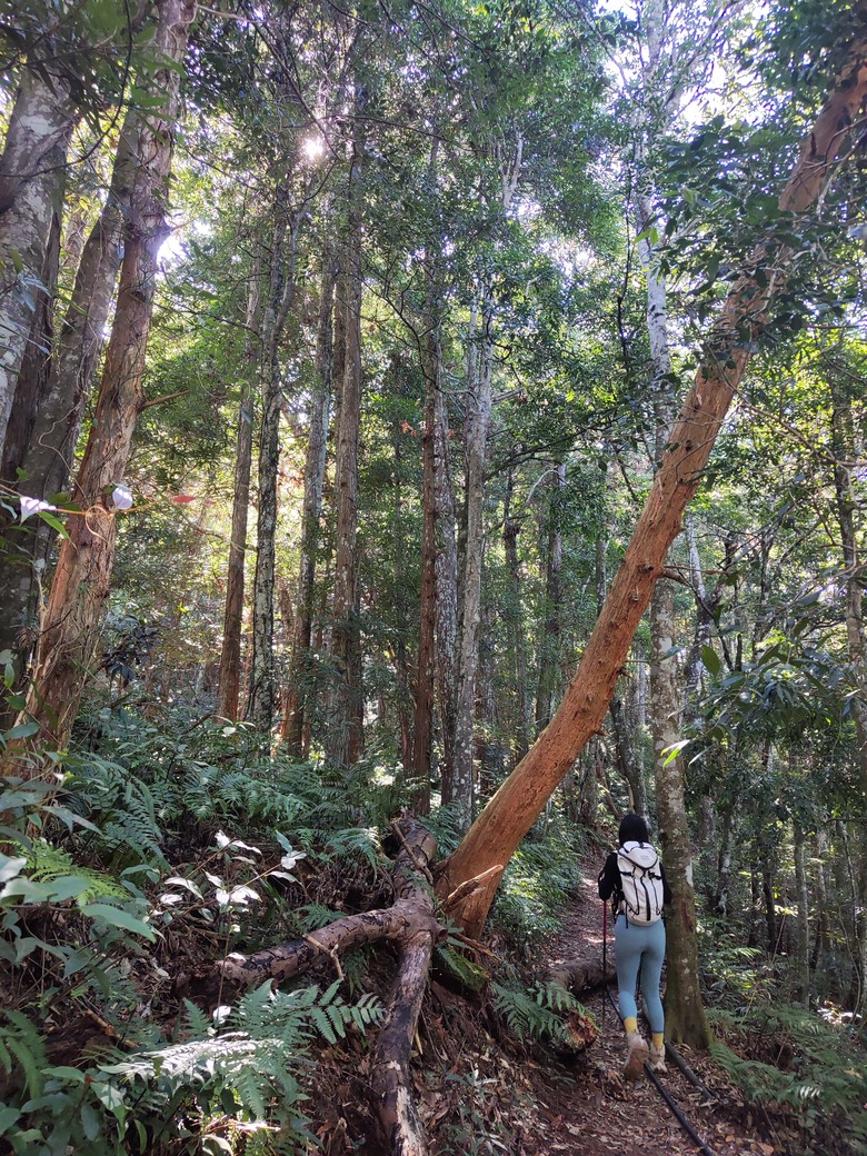 100分森林浴感 | 人潮稀少路線 | 新竹五峰 | 民都有山-面托油山