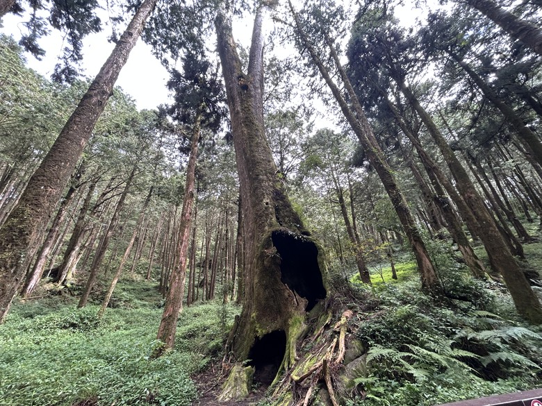 阿里山森遊健行「水山療癒步道、台灣難抵極」