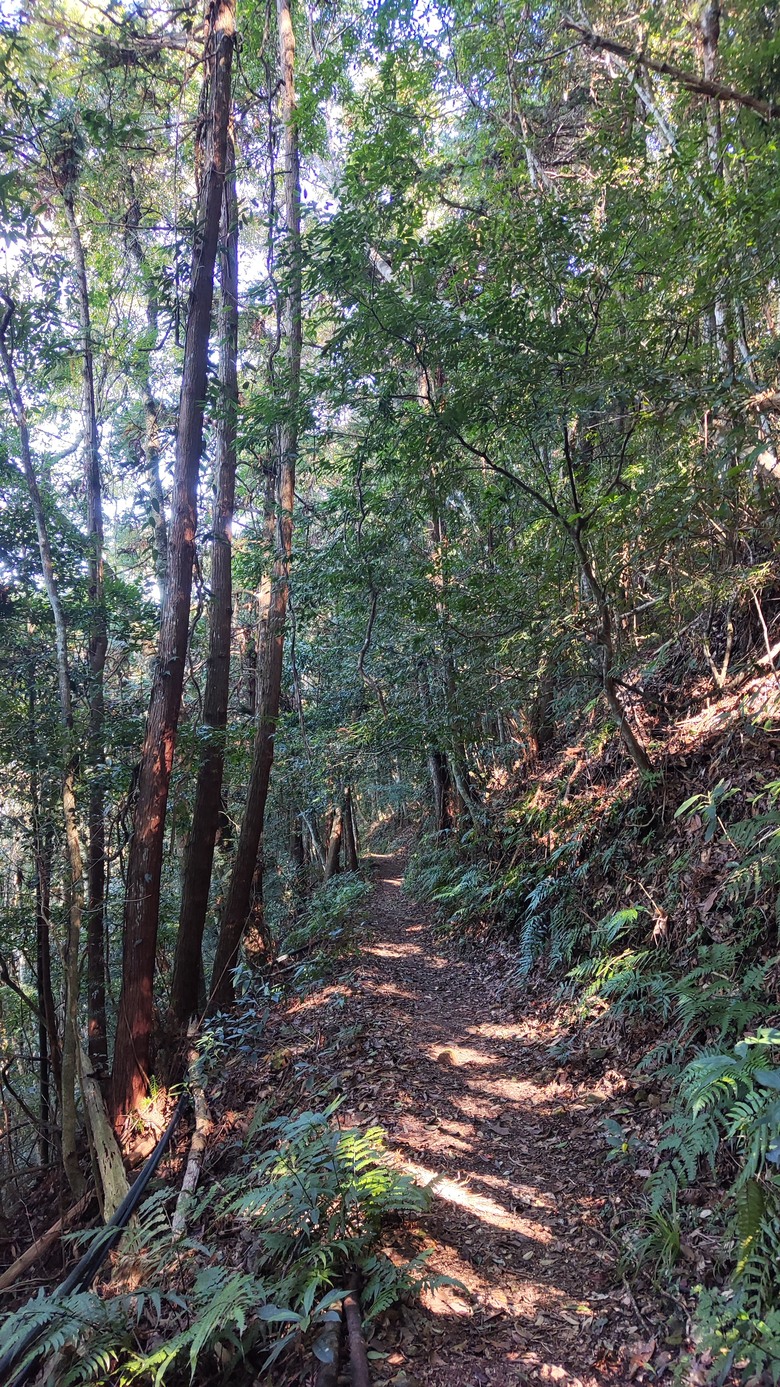 100分森林浴感 | 人潮稀少路線 | 新竹五峰 | 民都有山-面托油山