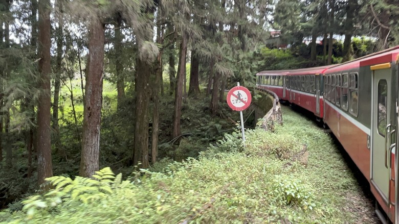 阿里山森遊健行「水山療癒步道、台灣難抵極」