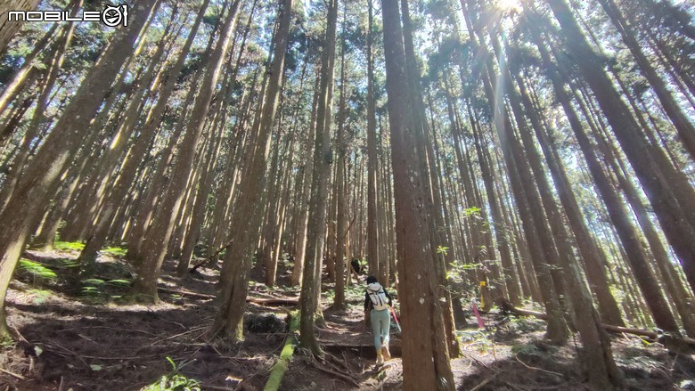 100分森林浴感 | 人潮稀少路線 | 新竹五峰 | 民都有山-面托油山