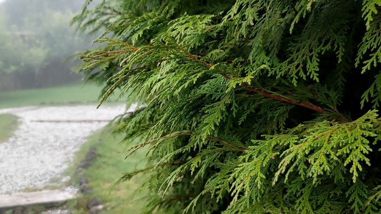 點我看大圖 【遊記】夸父逐日想跑贏太陽,大漠逐日是想看日出,阿里山國家森林遊樂區 (祝山線) - 大漠國渡