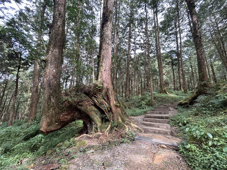 阿里山森遊健行「水山療癒步道、台灣難抵極」