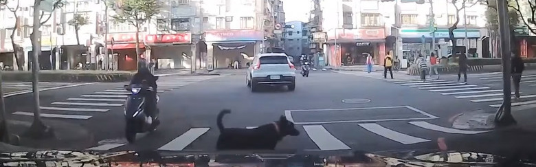 行經路口，四輪大爺，被來福瞪