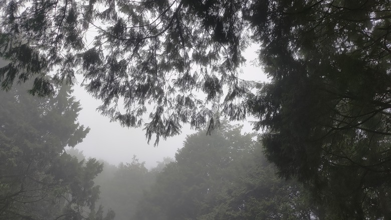 點我看大圖 【遊記】夸父逐日想跑贏太陽,大漠逐日是想看日出,阿里山國家森林遊樂區 (祝山線) - 大漠國渡