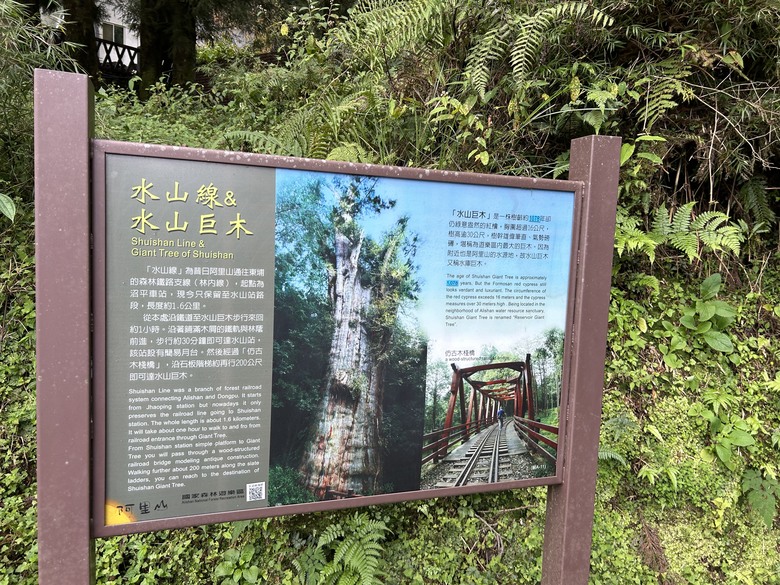阿里山森遊健行「水山療癒步道、台灣難抵極」