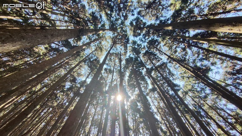 100分森林浴感 | 人潮稀少路線 | 新竹五峰 | 民都有山-面托油山